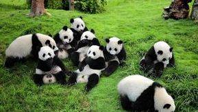 Cina Essenziale: Tibet e Panda